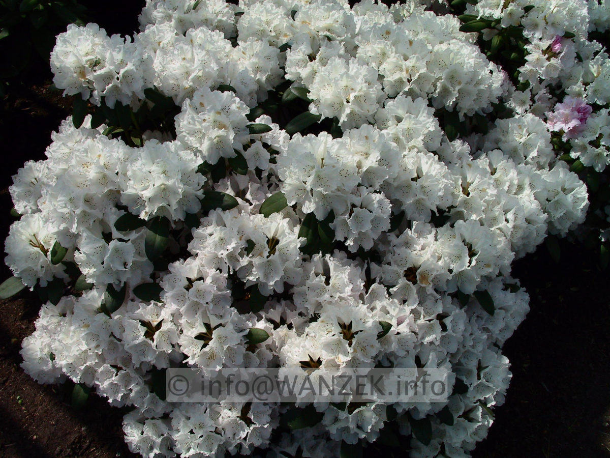 Rhododendron yakushimanum Schneewittchen 02.jpg